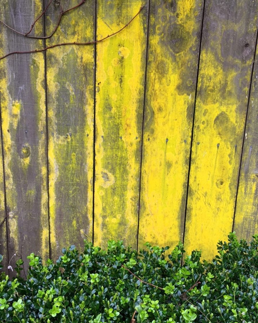 I’m lichen this fence…