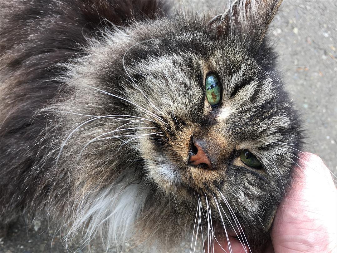 This handsome fella is 19 years old! He and another four (or more?!) cats welcome visitors as they arrive