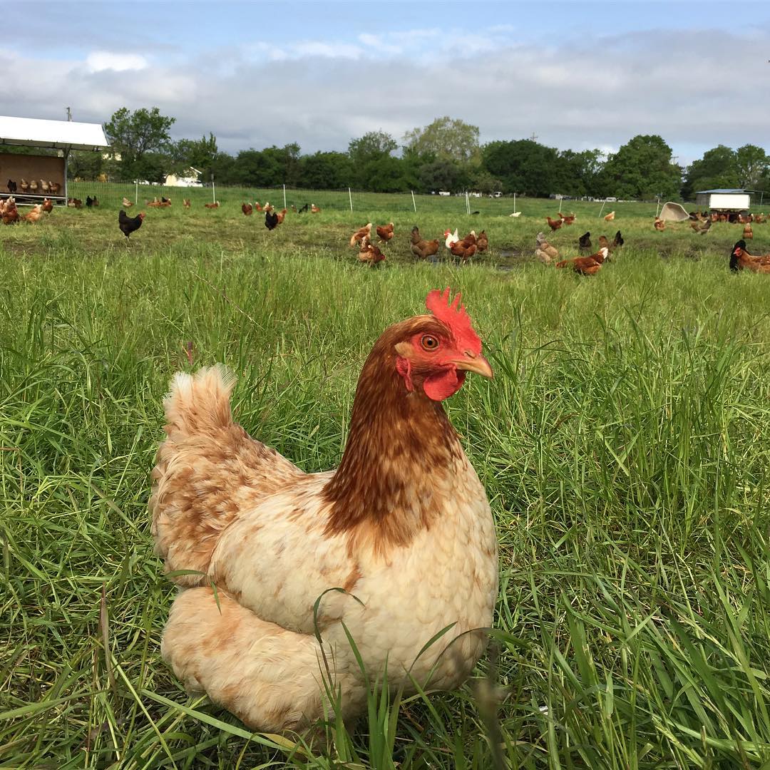 Henrietta strikes a pose