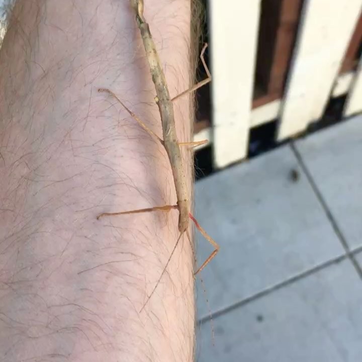 Made a friend today! Poor little dude is missing a back leg. I put him on our deck in hopes that he can find some food