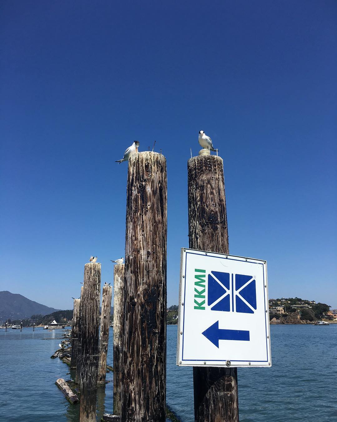 Bird sentries