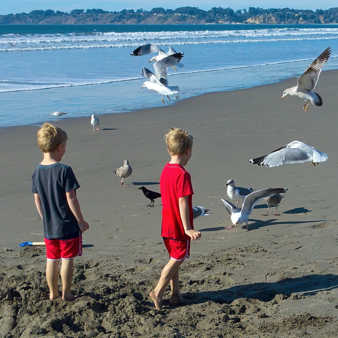 Gulls and boys